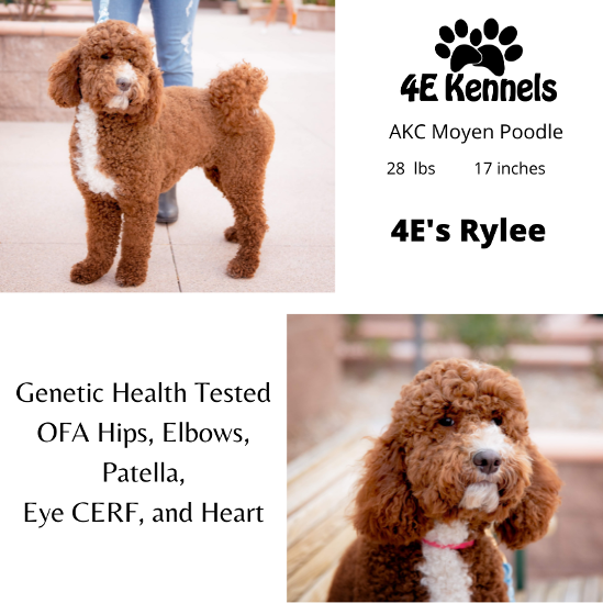 Goldendoodle Breeder Las Vegas Badass Breeder 4E Kennels